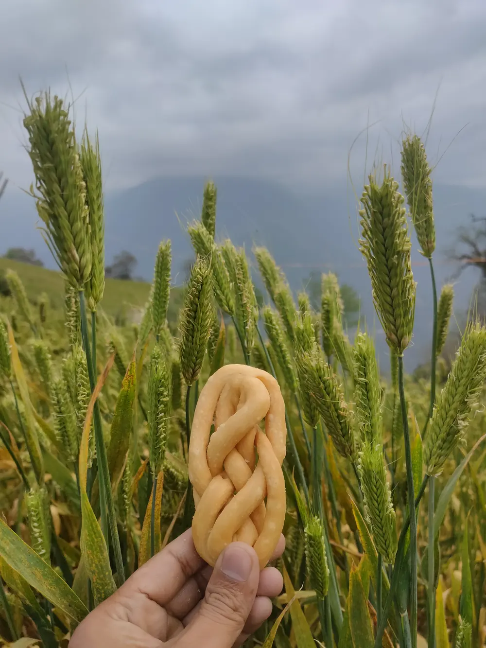 A hand holding a fried snack in the wheat fields, Arunachal Pradesh