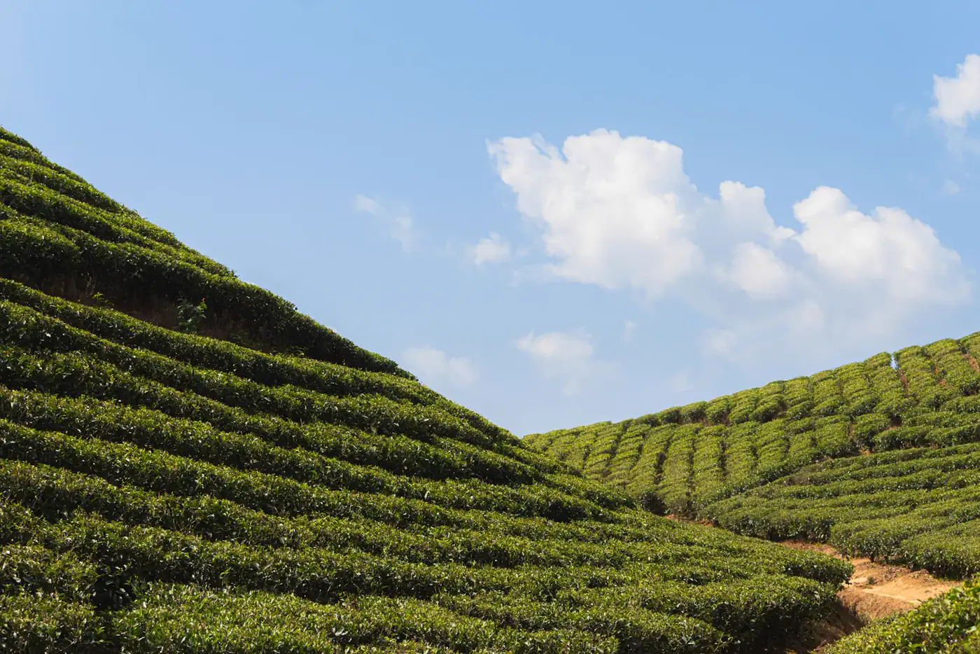 Tea gardens stretching across hillsides in Darjeeling during morning