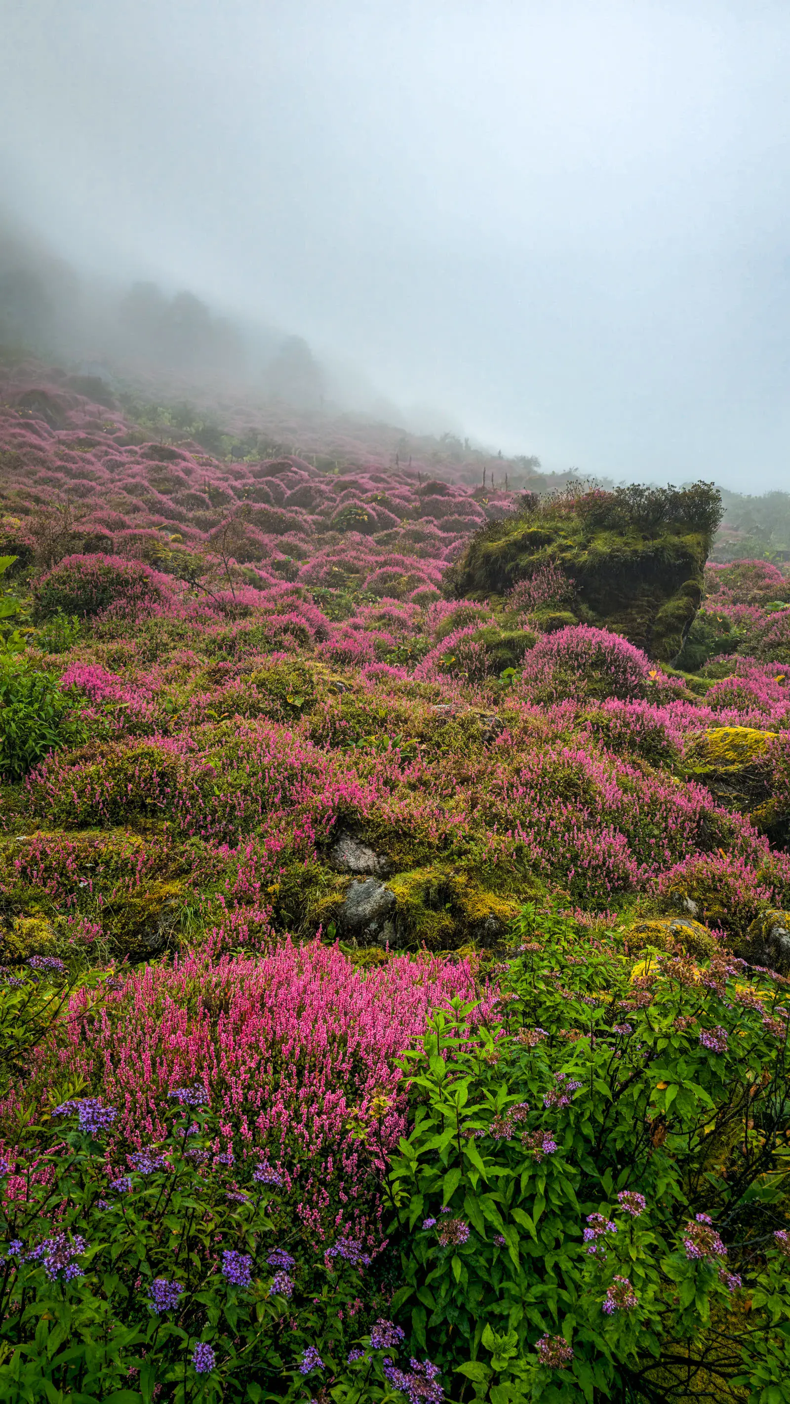 Open landscape in Northeast India â€” unhurried, wide, and free