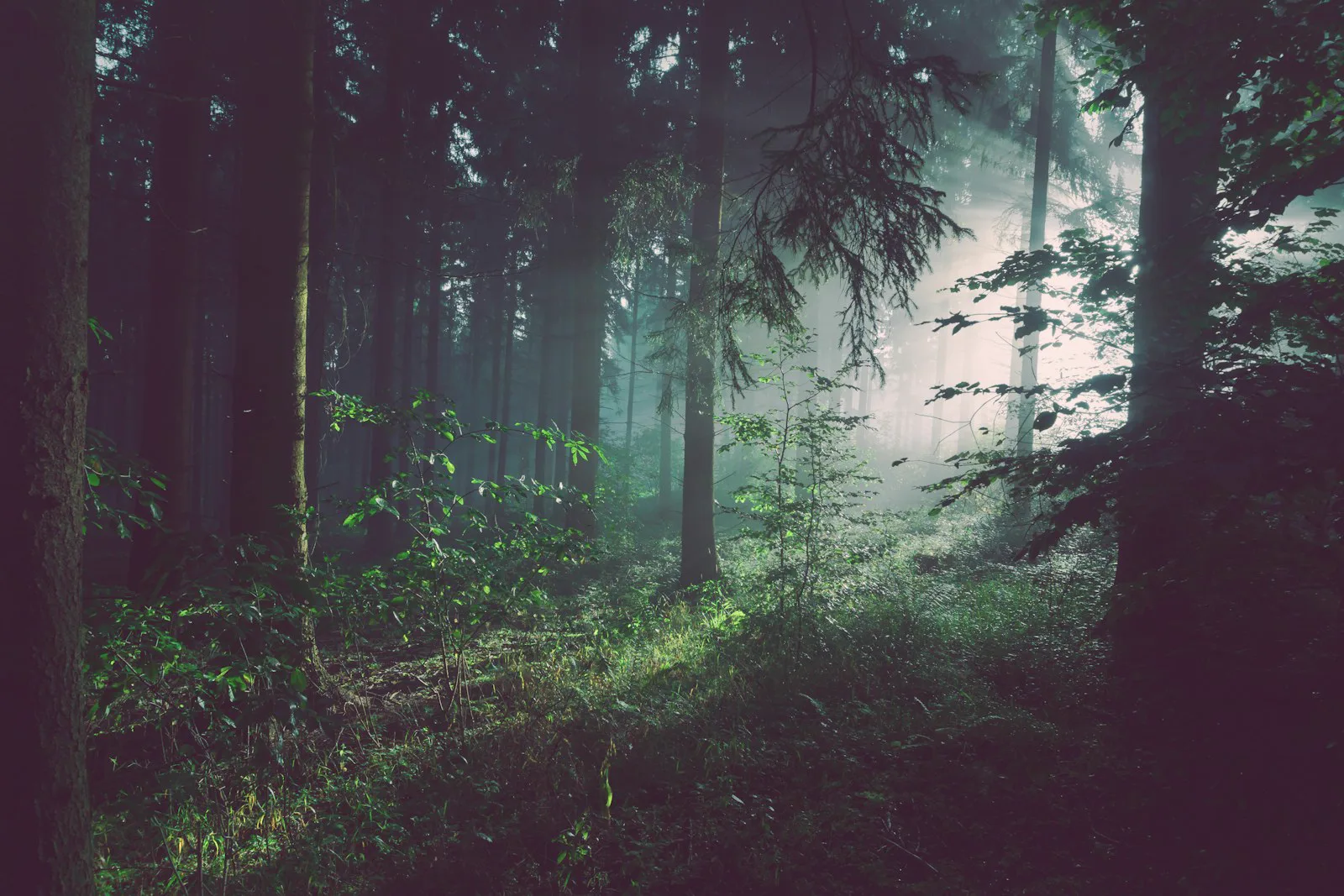 Dense jungle forest at the foothills of the Himalayas in the Dooars