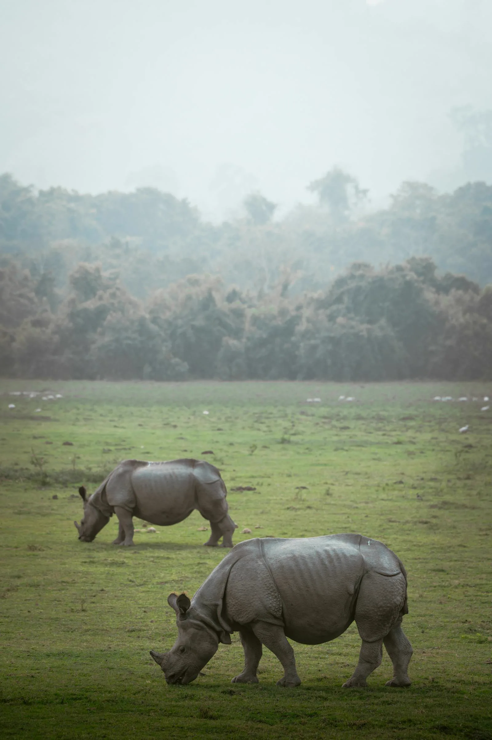 A Dawn Safari in Kaziranga: What to Expect