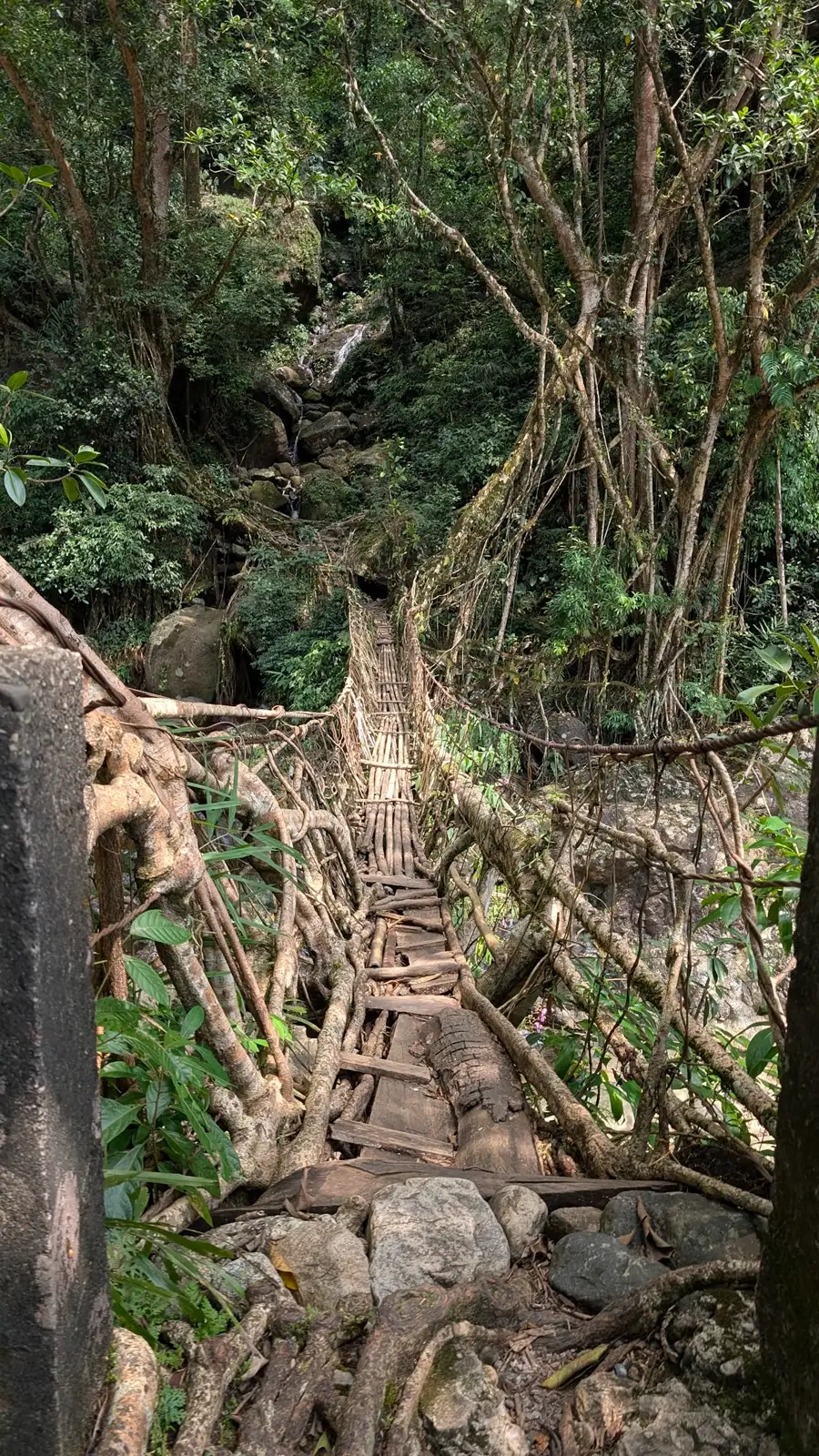 The Nongriat Trek: A Complete Guide to Meghalaya's Root Bridges