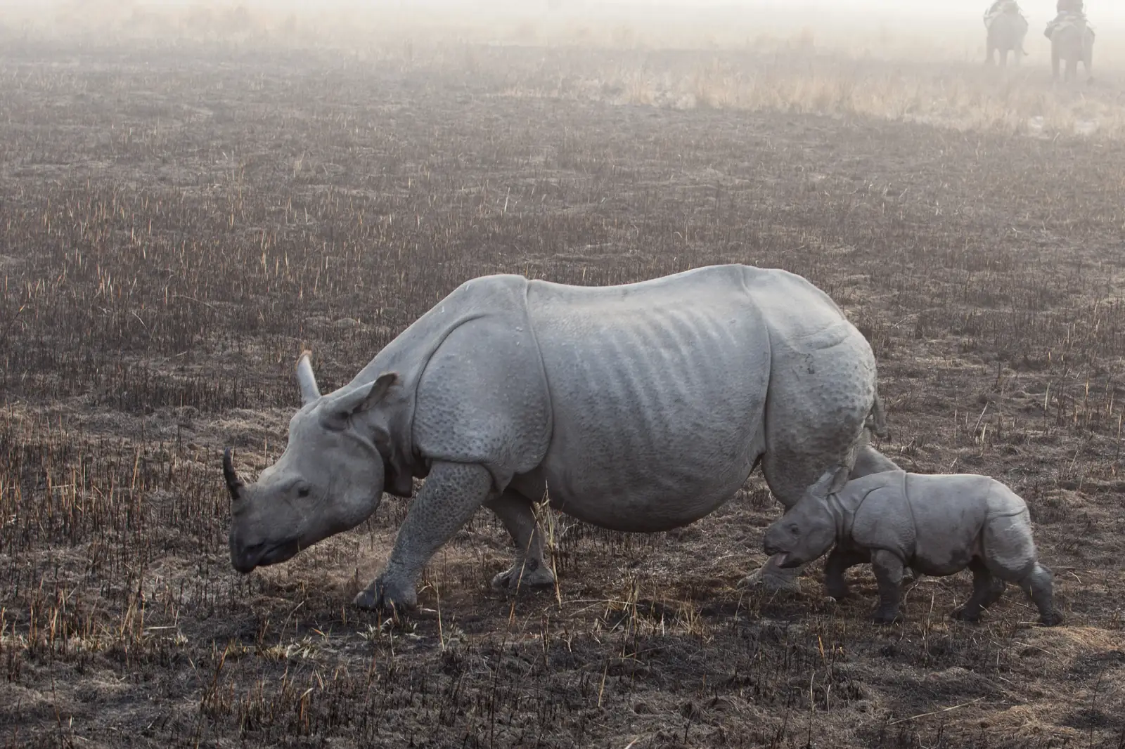 Greater one-horned rhinoceros and calf in the floodplain grasslands of Kaziranga National Park, Assam