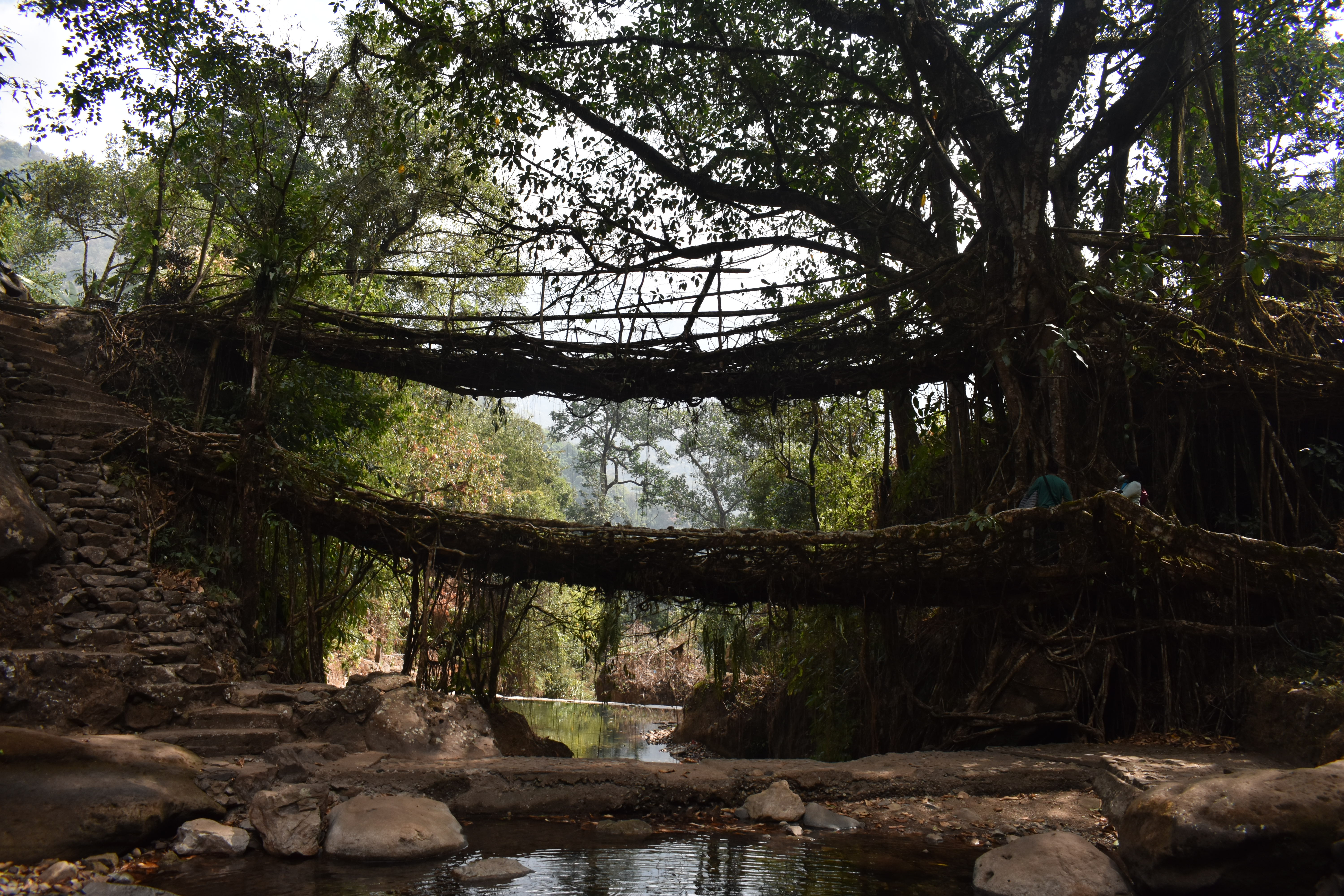 The Nongriat Trek: A Complete Guide to Meghalaya's Root Bridges